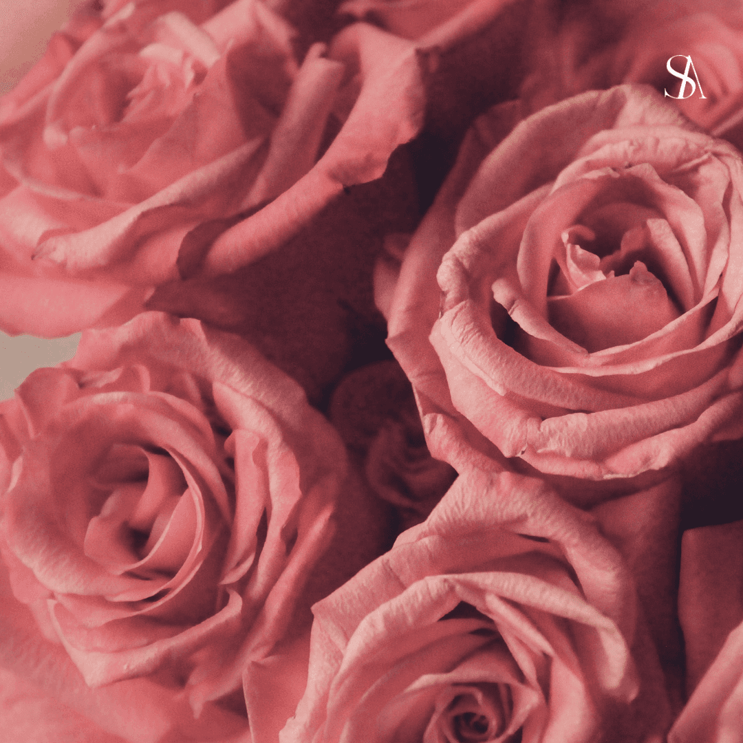 Perfume Ingredient Spotlight: Oud, Sandalwood, Rose, and Vanilla